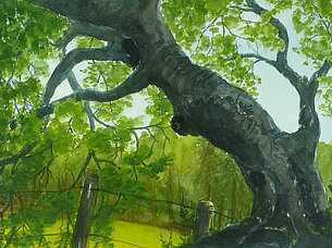 Buche (54 x 35 cm, Aquarell)