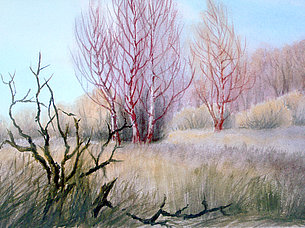 Birken im Moos (38 x 29 cm, Aquarell)